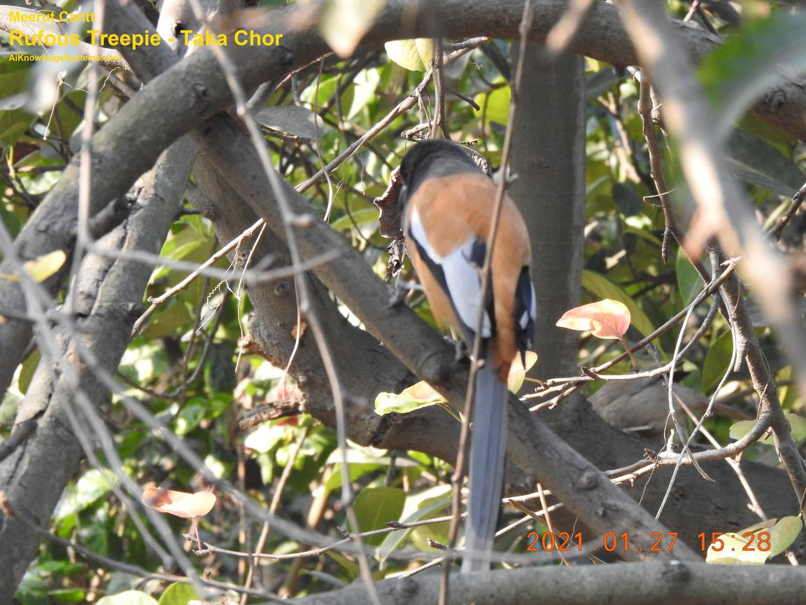 Rufous Treepie (9) Coming Soon